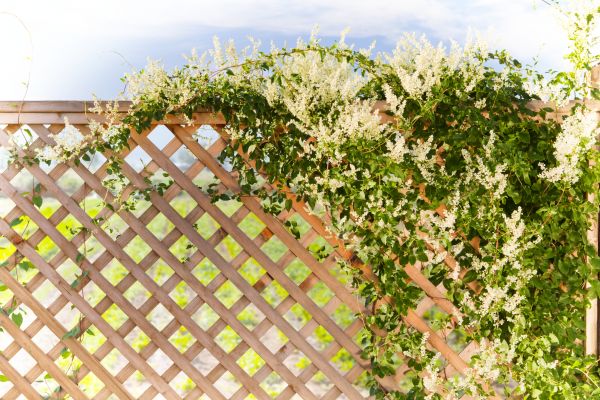 Cost of Lattice Repair in American Fork
