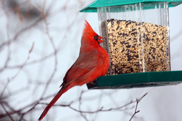 Cost of Bird Feeder Hanging in American Fork